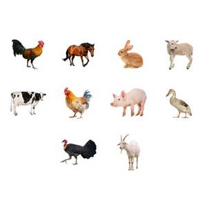 Online Vocabulary Matching Games for Kids - Farm Animals